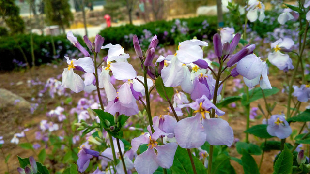 公園花草