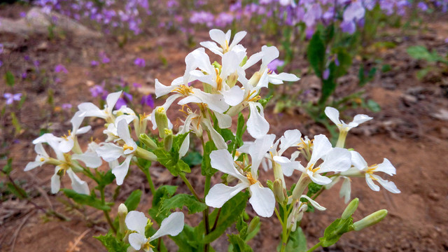 園林花草 公園花草