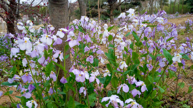 公園花草  園林綠化花草