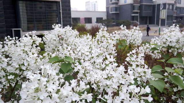 庭院丁香花