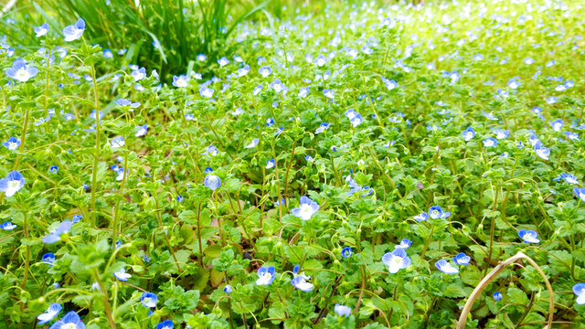 草地  綠草
