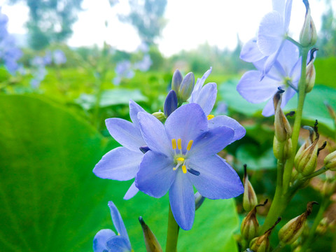 水池花草