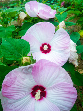 庭院花草  園林綠化花卉