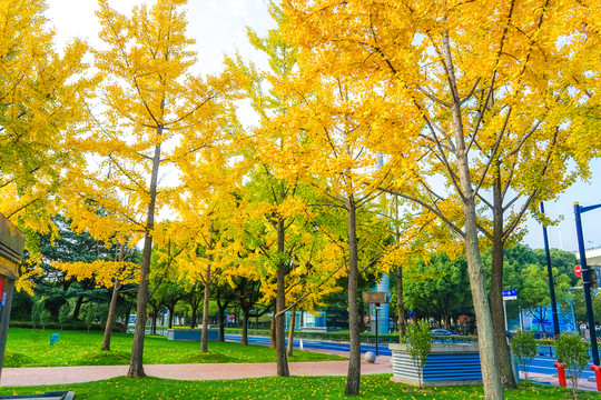 紅葉素材 陽光樹葉 秋天景色