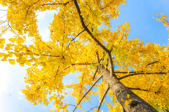 紅葉素材 陽光樹葉 秋天景色