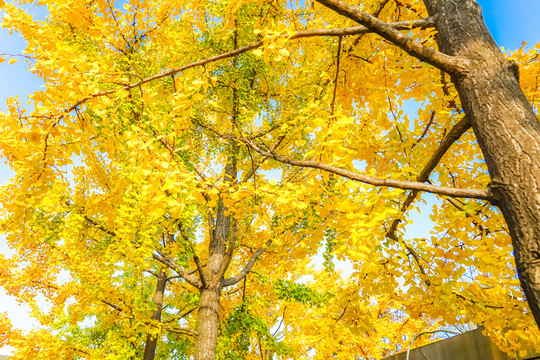 紅葉素材 陽(yáng)光樹(shù)葉 秋天景色