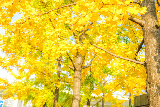 紅葉素材 陽光樹葉 秋天景色
