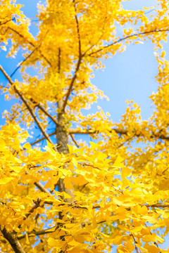 紅葉素材 陽光樹葉 秋天景色