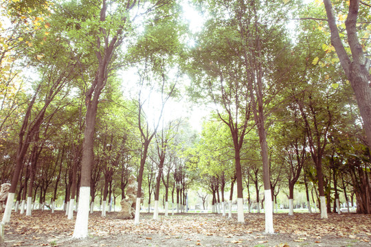 樹(shù)林 綠樹(shù)林 陽(yáng)光樹(shù)林