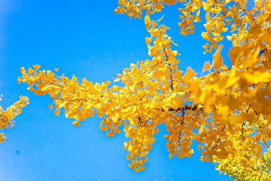 紅葉素材 陽(yáng)光樹葉 秋天景色