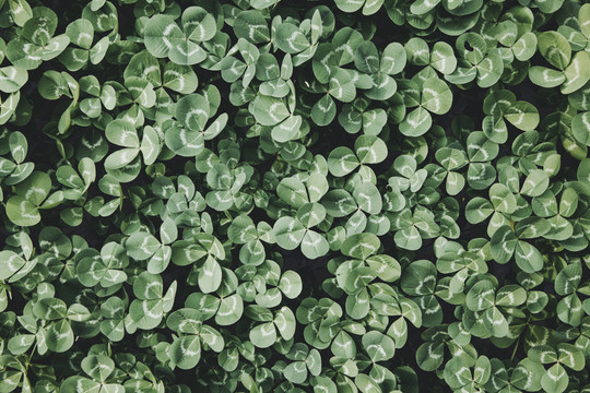 綠植裝飾畫