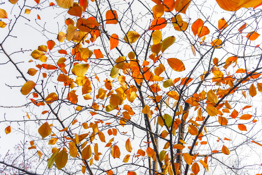 紅葉素材 陽光樹葉 秋天景色