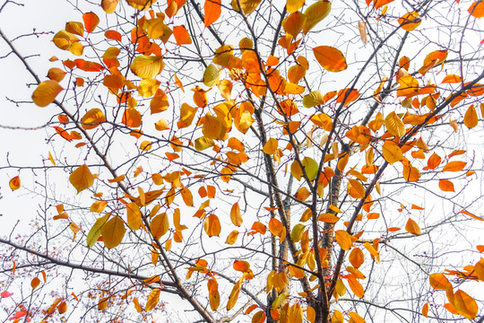 紅葉素材 陽光樹葉 秋天景色