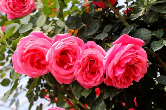 月季花