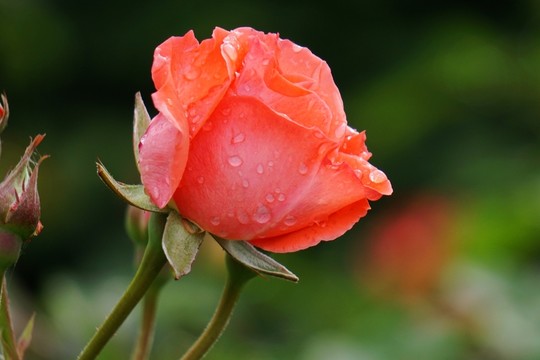 雨后月季