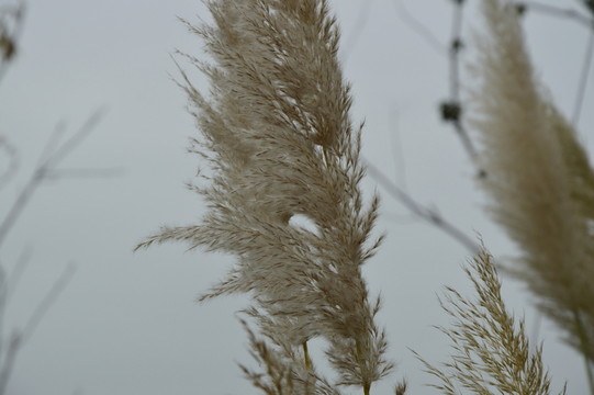 蘆葦蕩
