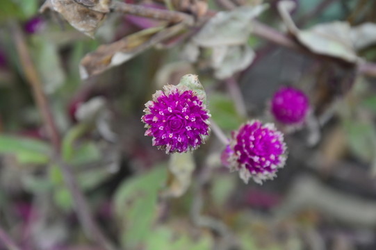 寒冬里的花