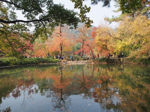 蘇州天平山秋色