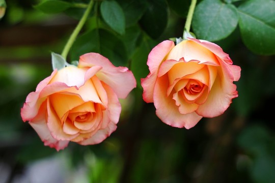 月季花
