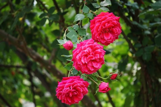 月季花
