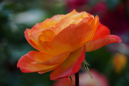 月季花