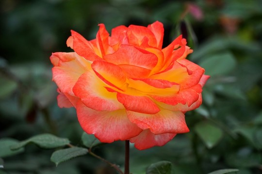 月季花