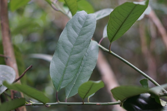 亞龍灣熱帶天堂森林公園