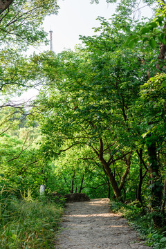 山道
