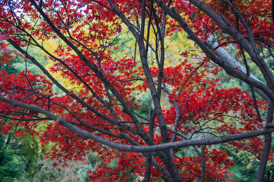 紅楓葉