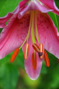 花園