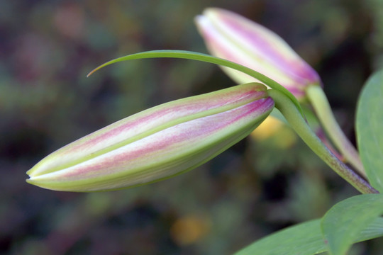 陽臺和花園的花朵