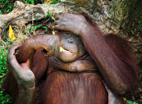 動物