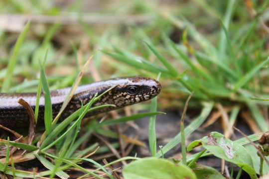 blindworm