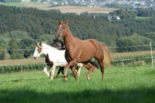 季馬