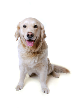 金毛獵犬
