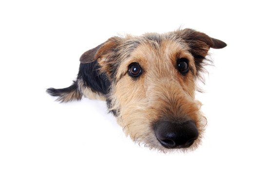 hundeportrait