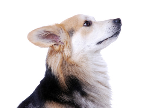 hundeportrait