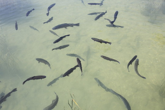鱒魚