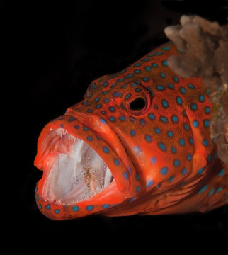 寶石石斑魚