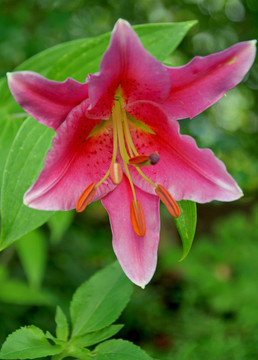 花園