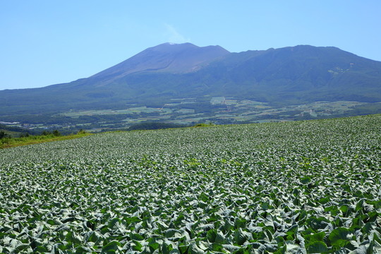 農(nóng)業(yè)