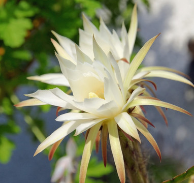 沙漠