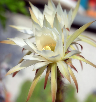 仙人掌花