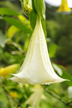 花園