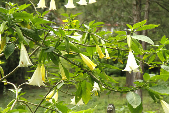花園