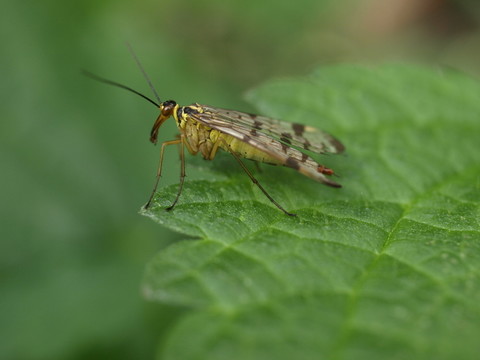 skorpionsfliege