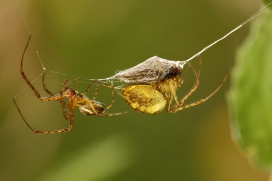 秋天蜘蛛metellina segmentata