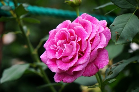 月季花
