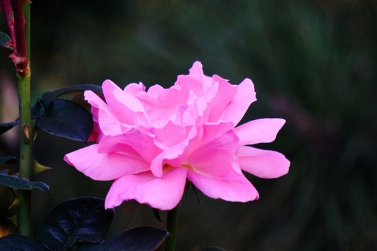 月季花