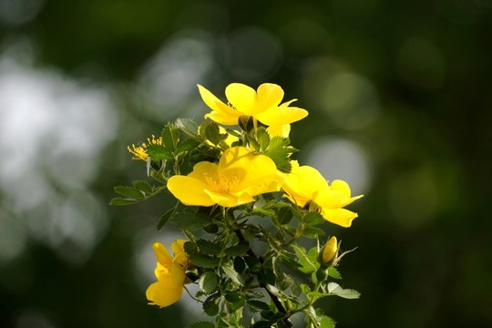 月季花